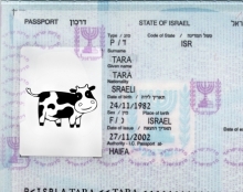 טעם שנשאר ישראלי